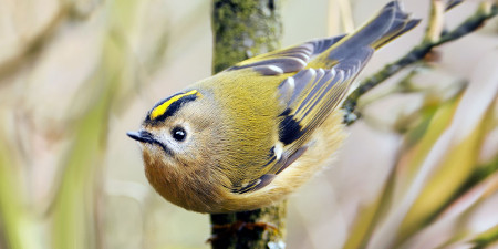 Photograph of a Goldcrest on Gatley Carrs
