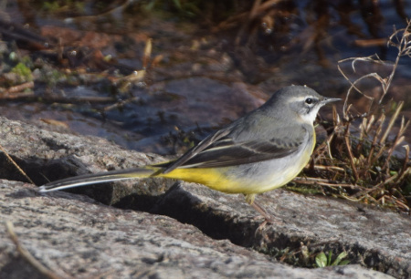 Photograph of a Grey Wagtail on Gatley Carrs