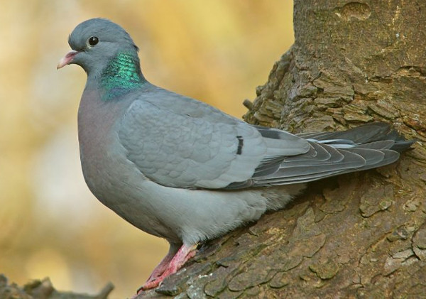 Photo of Stock Dove on Gatley Carrs