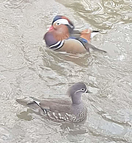 Mandarin Ducks