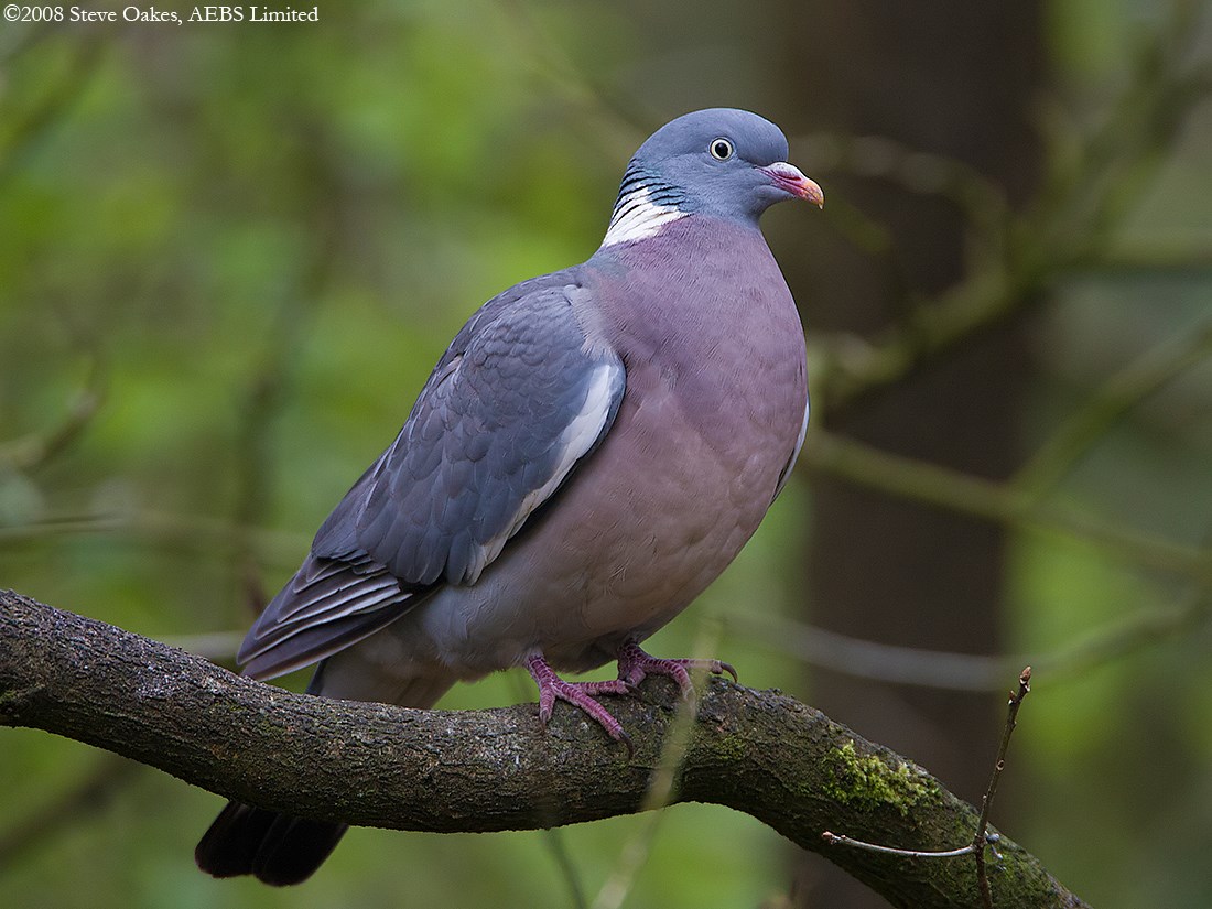 Photo of Wood Pigeon on Gatley Carrs